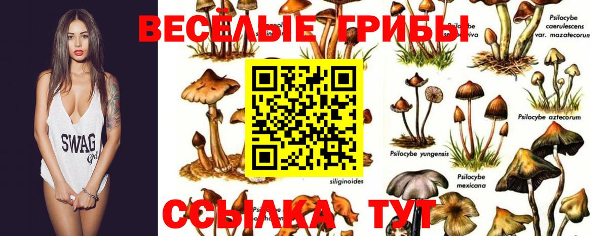 Псилоцибиновые грибы Cubensis Гулькевичи
